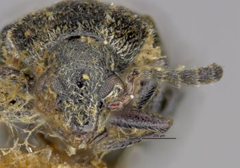 Media type: image;   Entomology 527349 Aspect: head frontal view